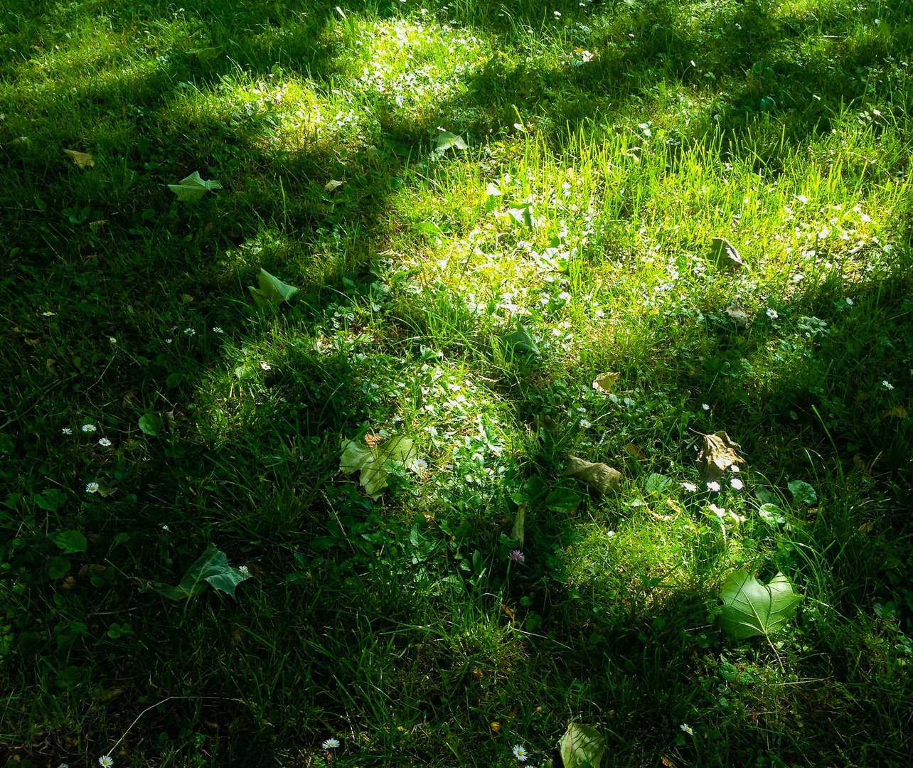 Sonne  auf Sommerwiesen oder die Farbe Grün