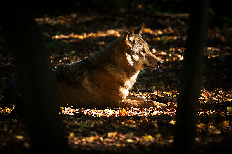 Sonne aufm Pelz