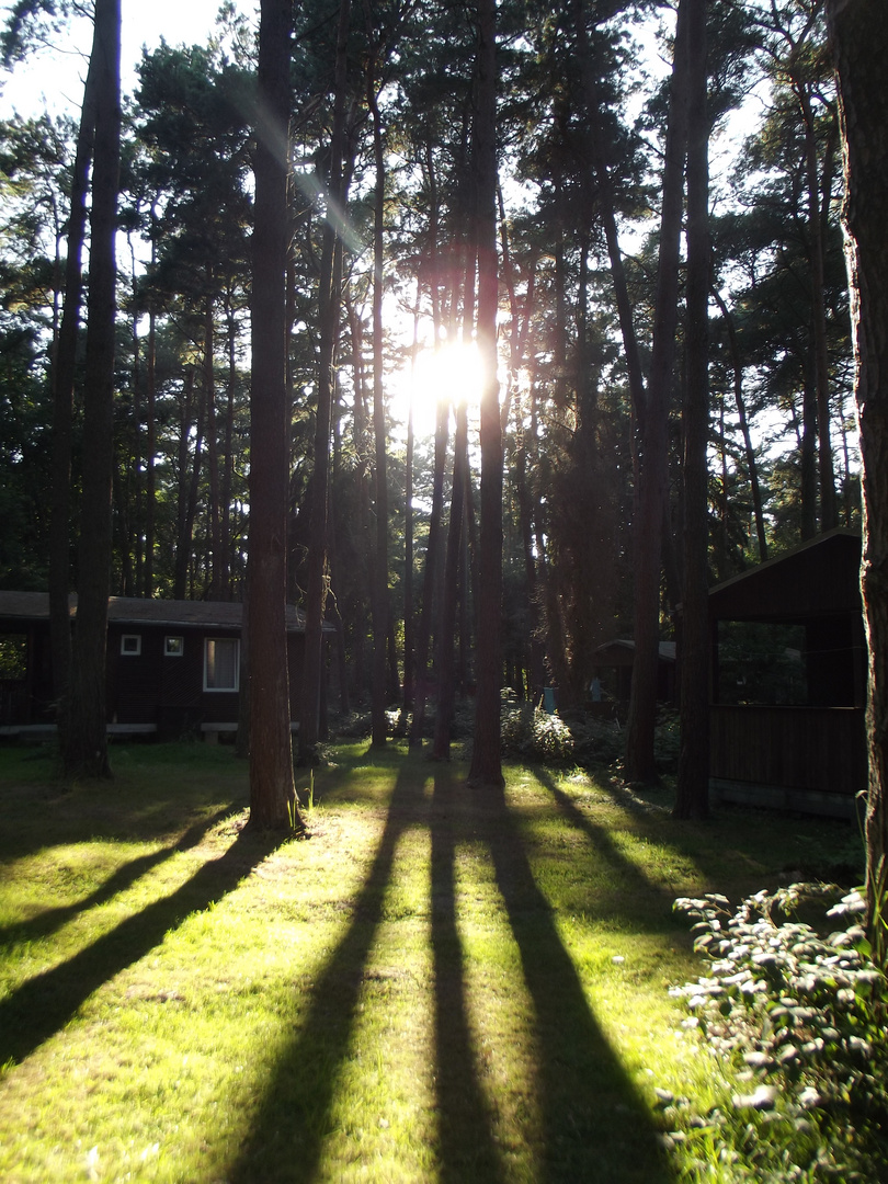 Sonne & Bäume