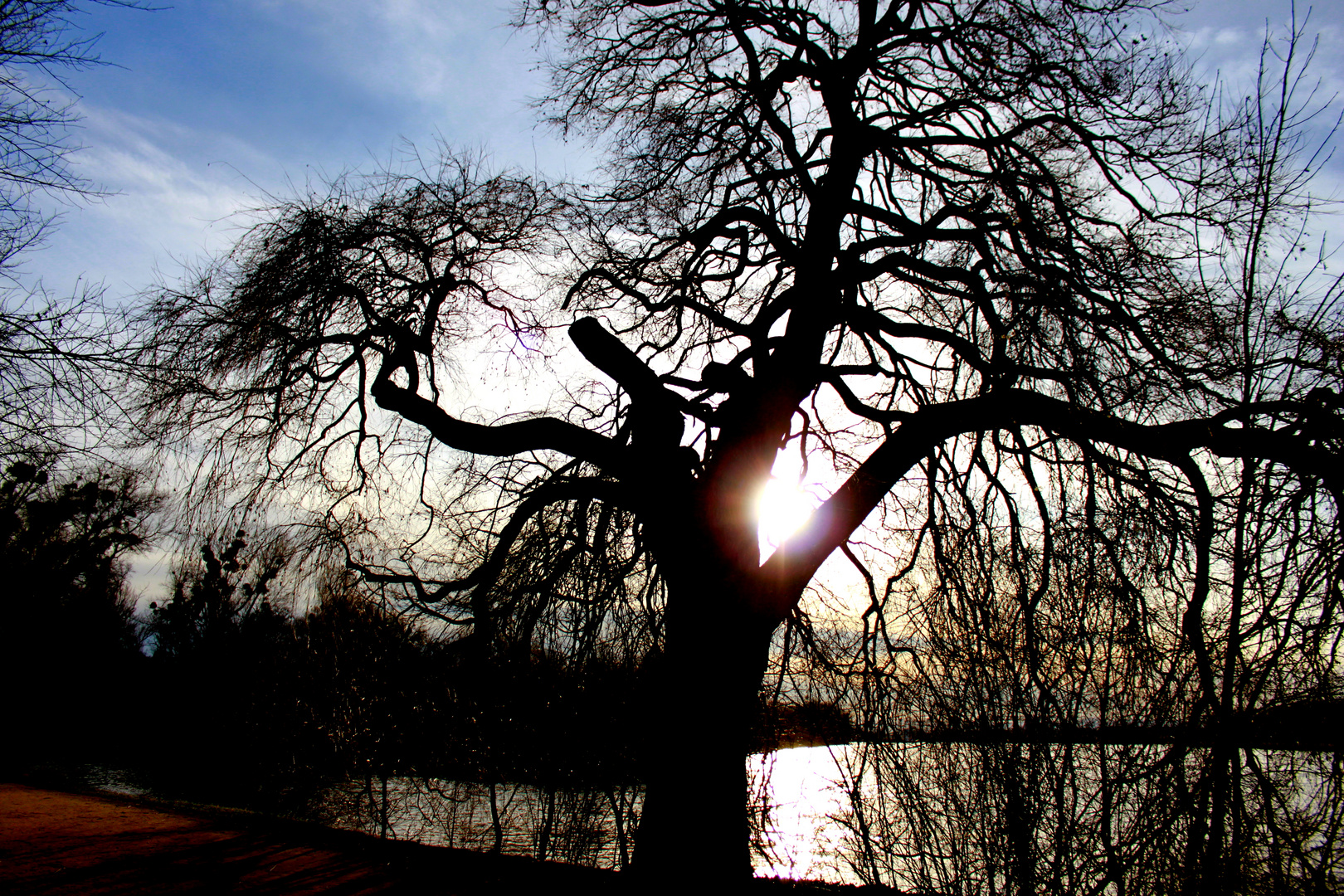 Sonne & Baum