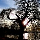 Sonne & Baum