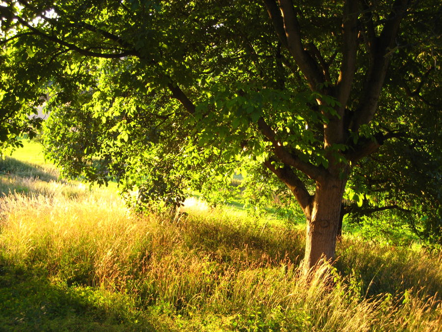 sonne + baum