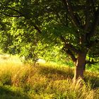 sonne + baum