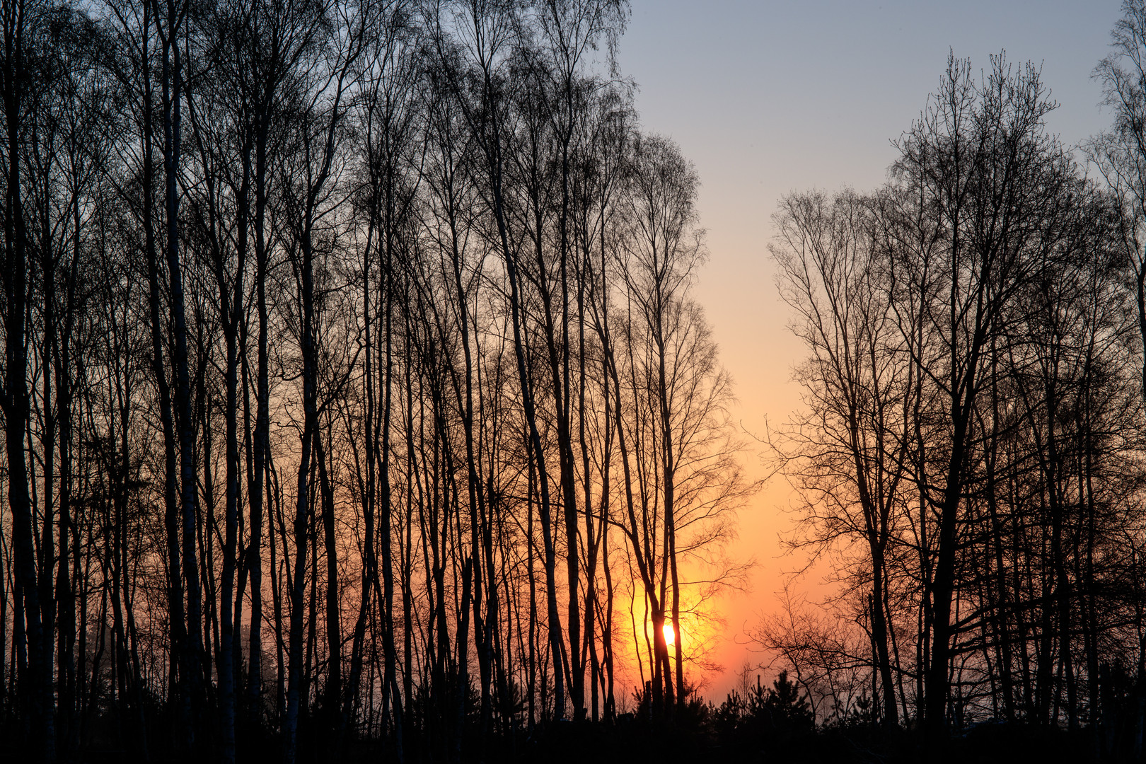 Sonne, Baum  