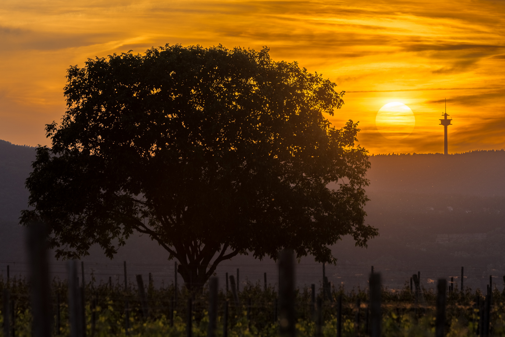 Sonne  Baum  Turm