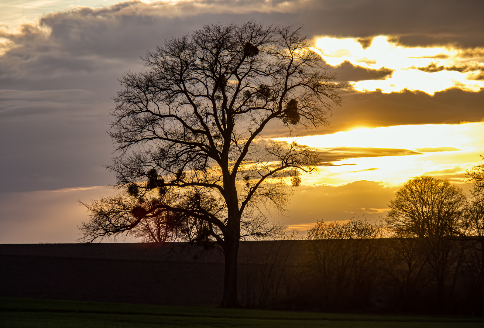 Sonne, Baum und Misteln