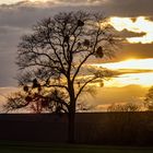 Sonne, Baum und Misteln