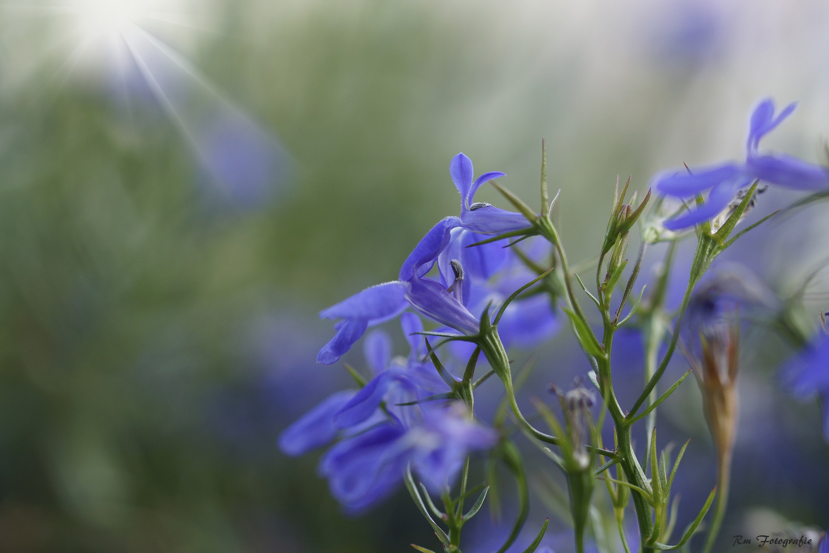 Sonne besucht Blumen...