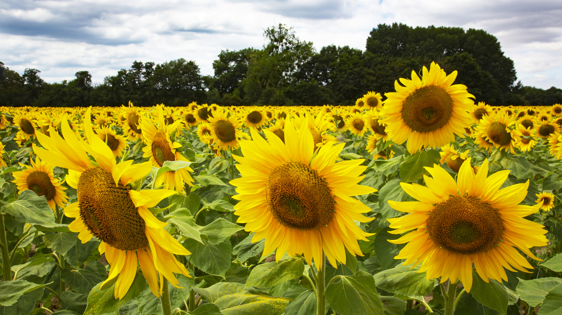 Sonne bis zum Horizont