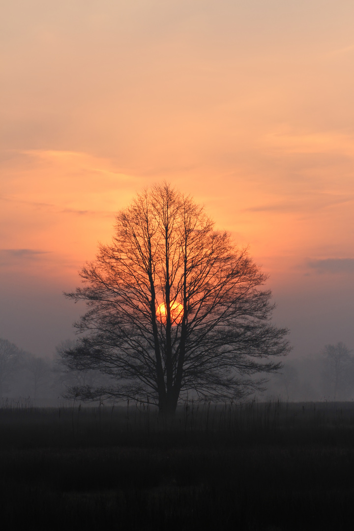 Sonne blickt durch