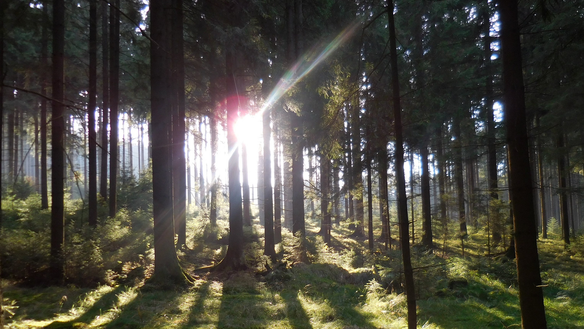 Sonne blitzt durch den Wald!