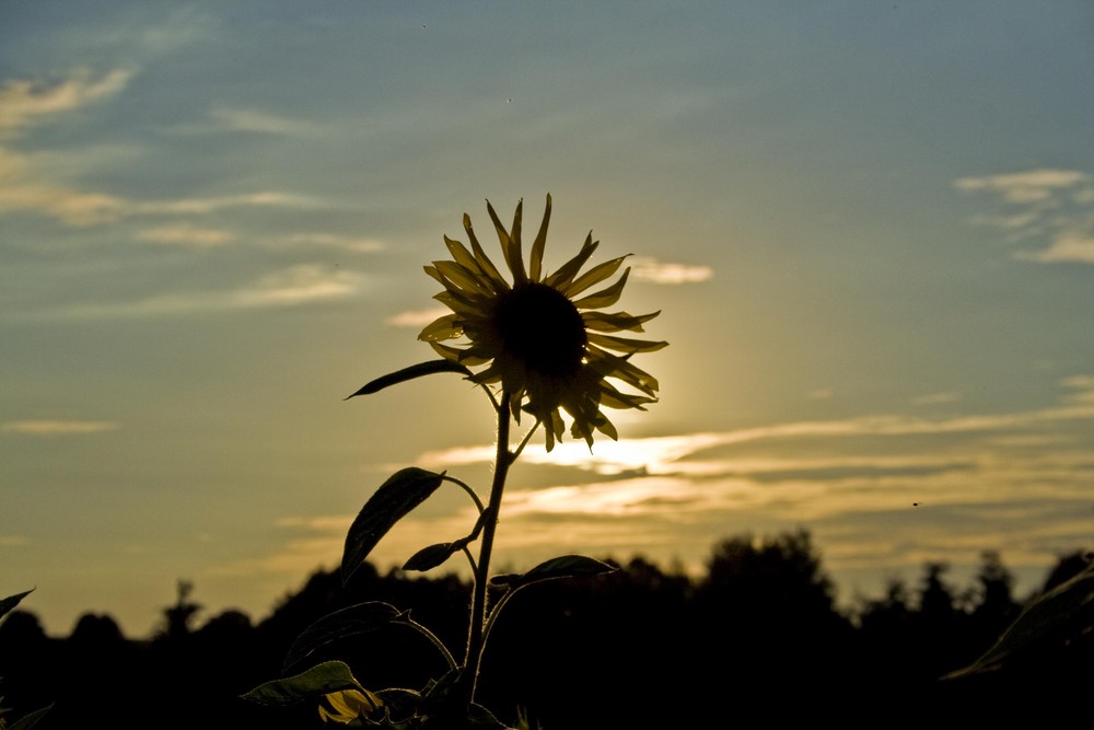 Sonne - Blume