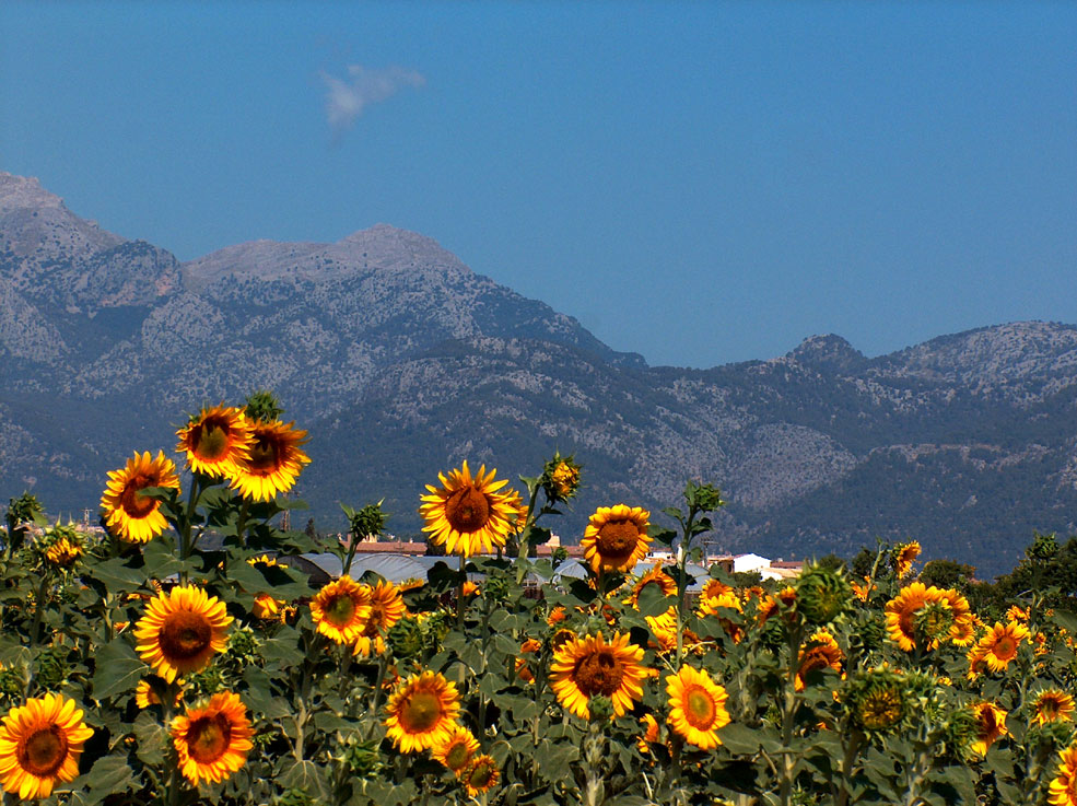 Sonne + Blume + Berge