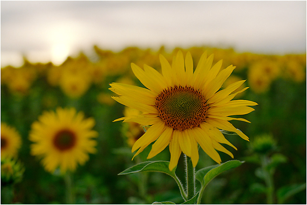 Sonne  Blume by Frank GW 