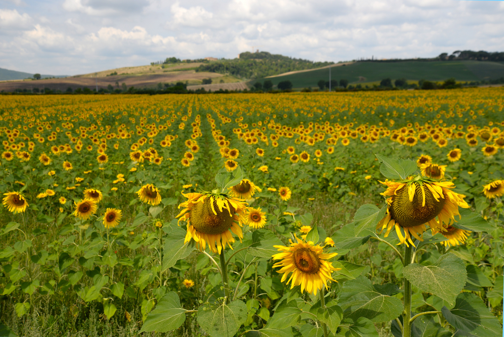 Sonne-Blume-Meer