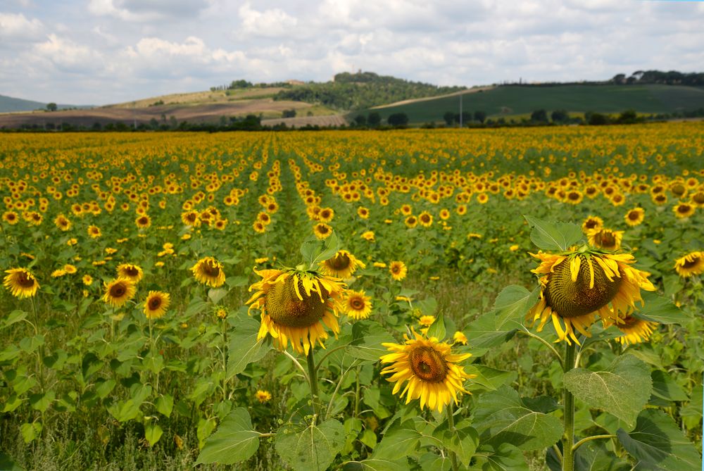 Sonne-Blume-Meer