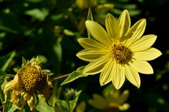 Sonne + Blume = Sonnenblume