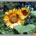 Sonne     -        Blume     -  Sonnenblume