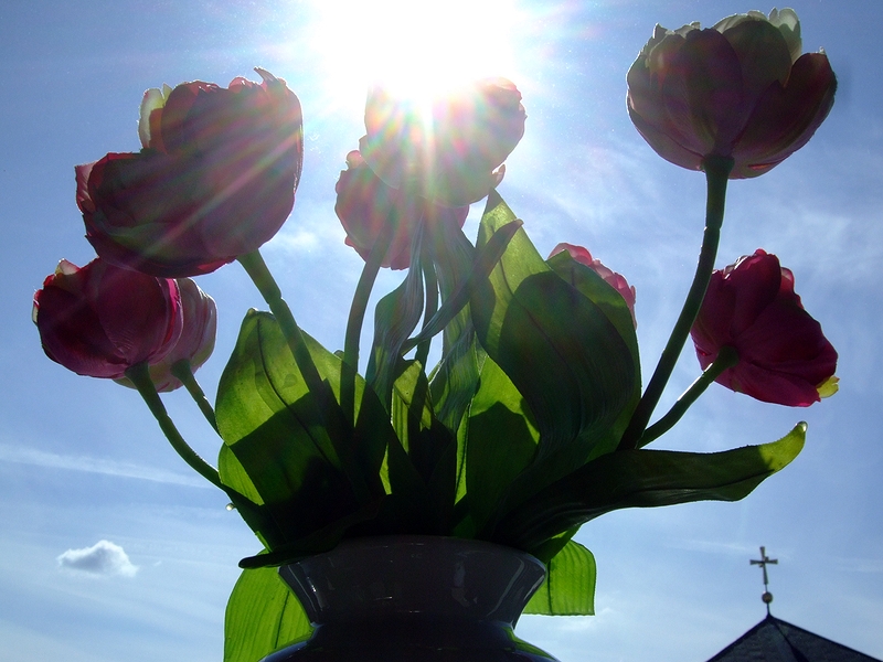 Sonne, Blumen, Himmel... :-)