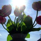 Sonne, Blumen, Himmel... :-)