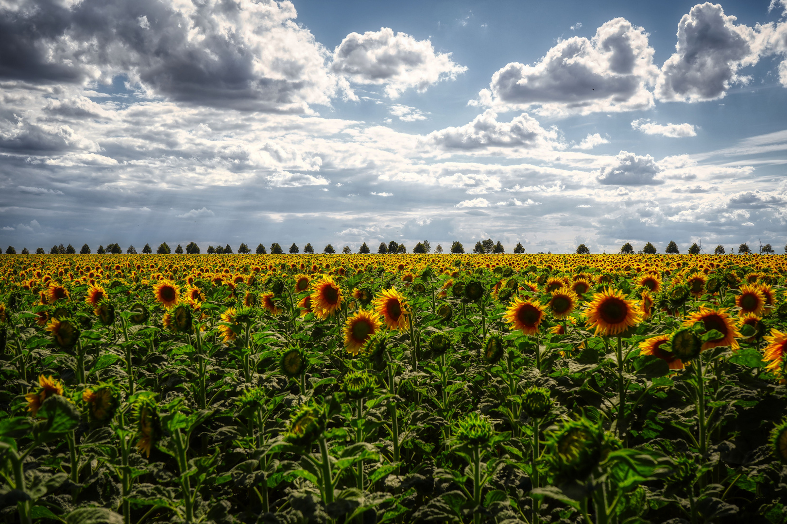 Sonne + Blumen = Sonnenblumen