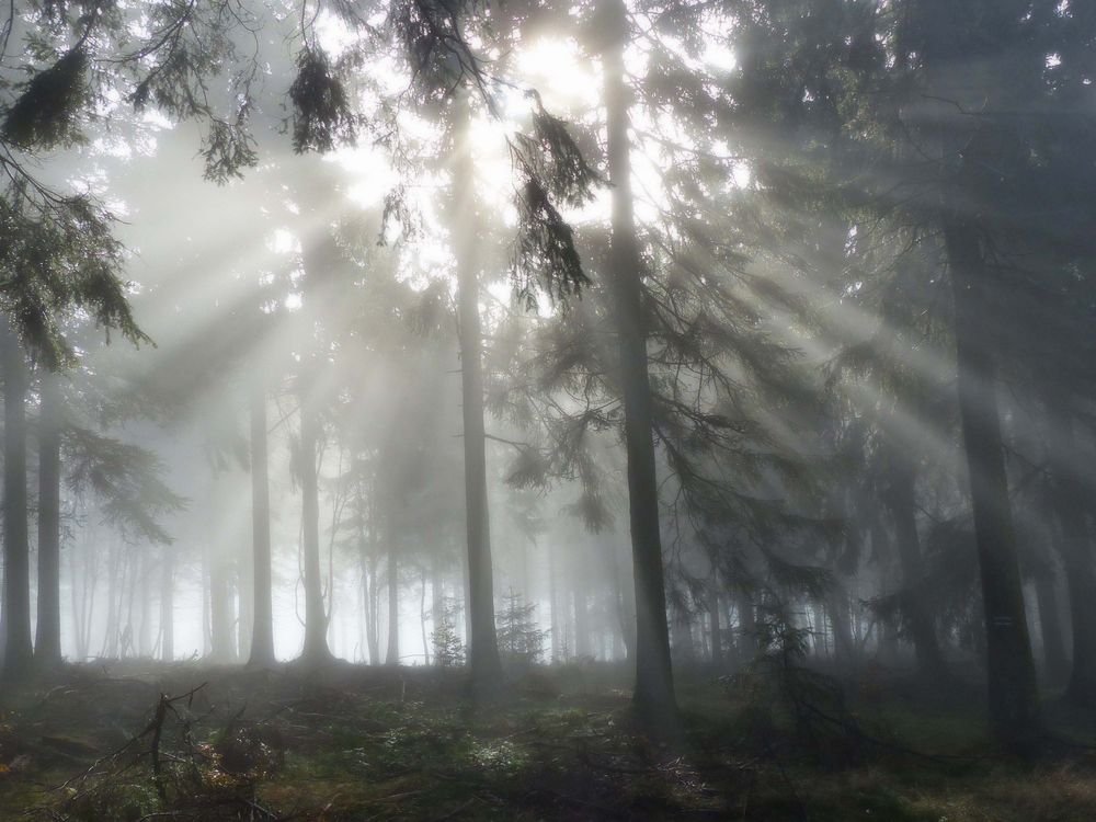 Sonne bricht Nebel am Feldberg