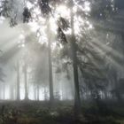 Sonne bricht Nebel am Feldberg