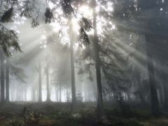 Sonne bricht Nebel am Feldberg