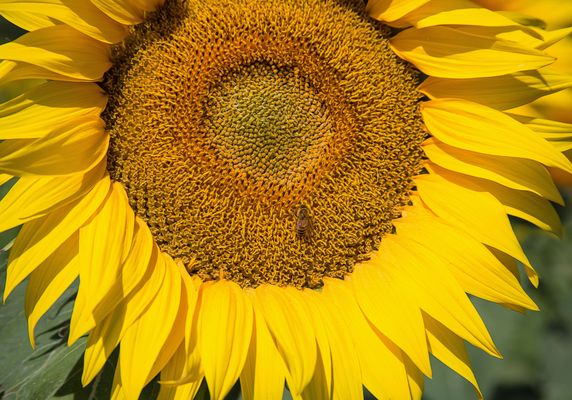Sonnenblumen Bilder & Fotos