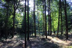 Sonne dringt in den Wald