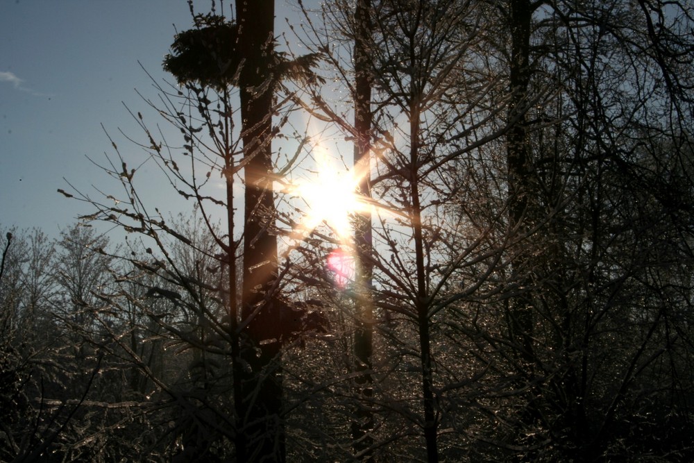 Sonne durch Bäume