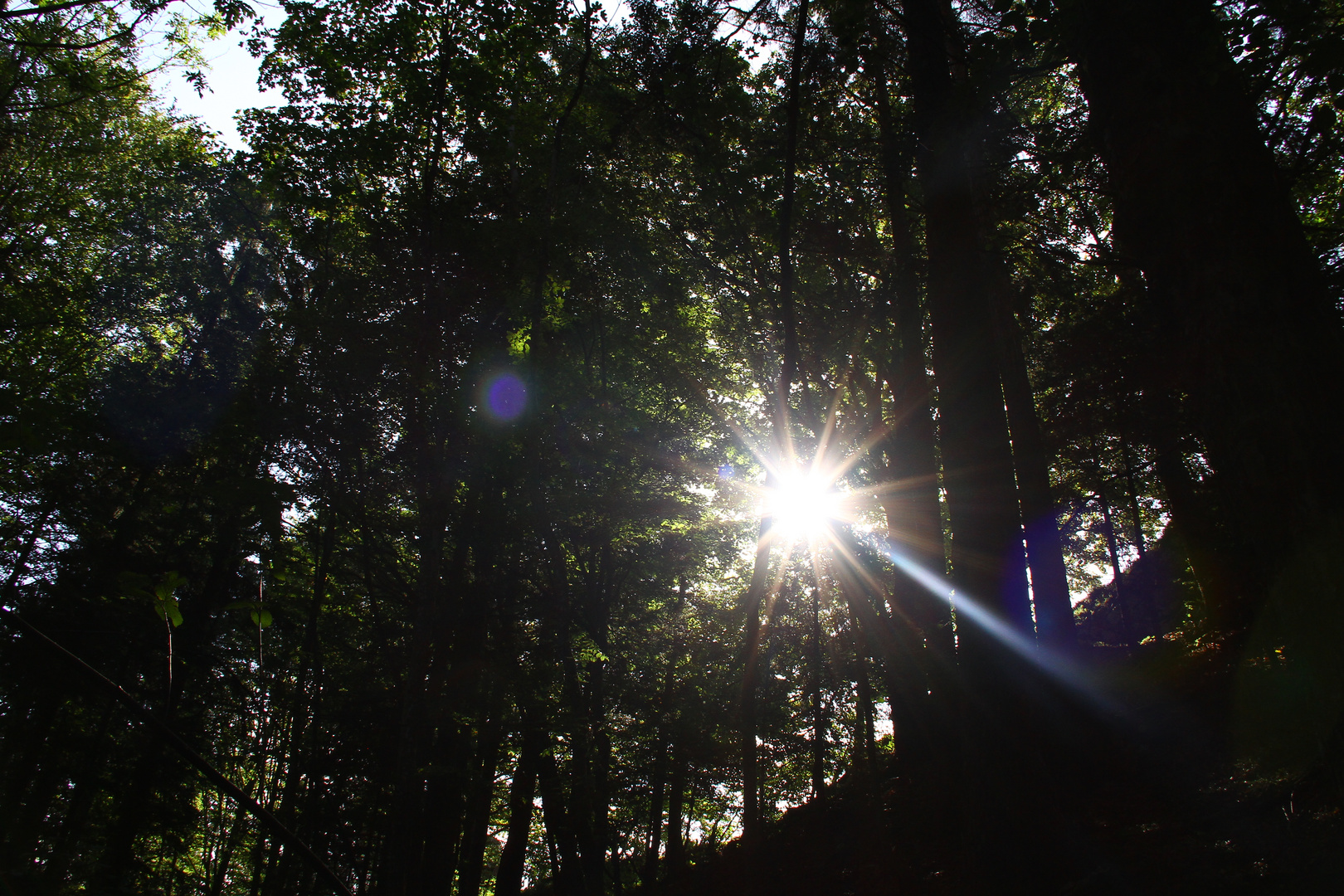 Sonne durch Bäume