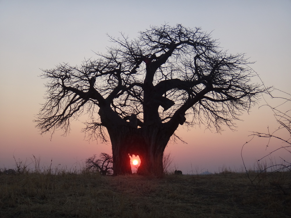 Sonne durch Baobab