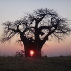 Sonne durch Baobab