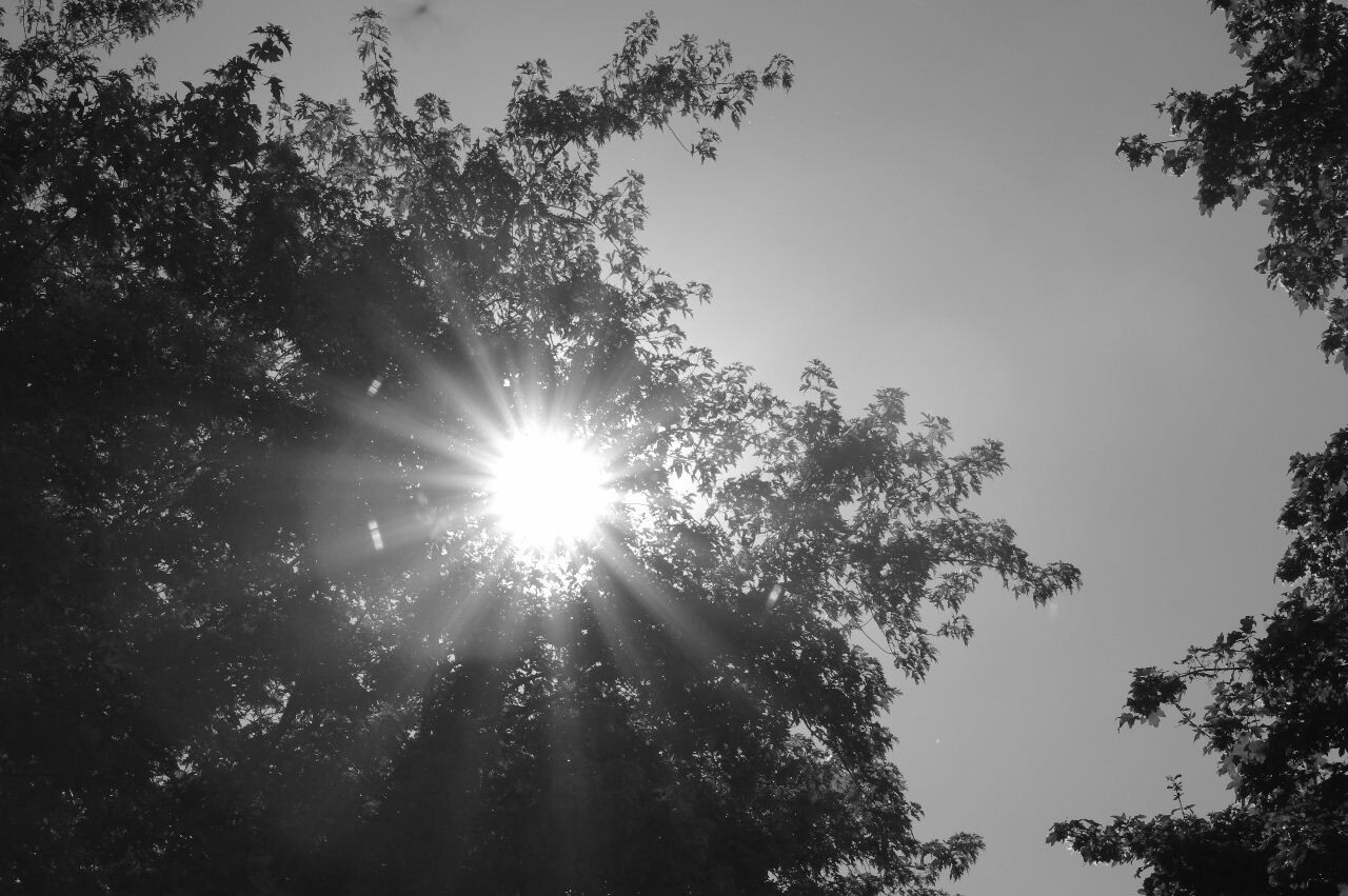 Sonne durch Baum