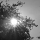 Sonne durch Baum