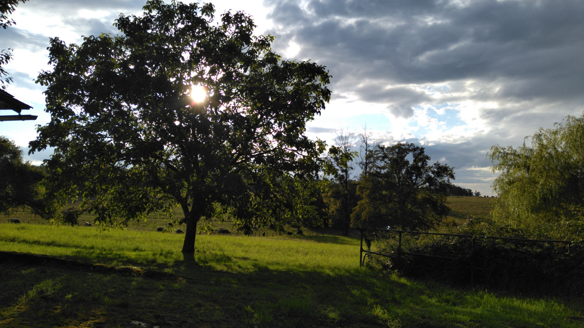 sonne durch baum