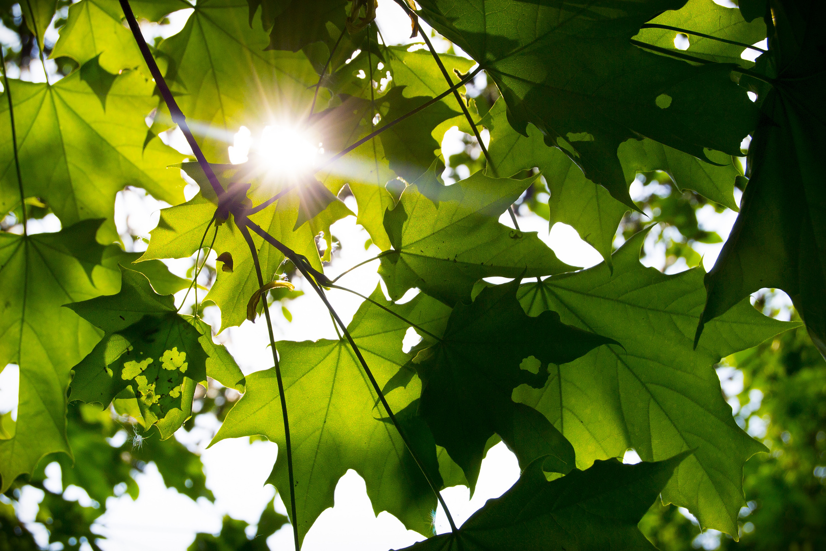 Sonne durch Blätter.