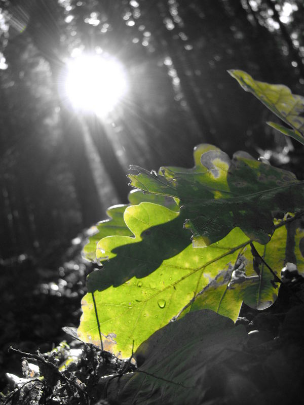 Sonne durch das Blätterdach!