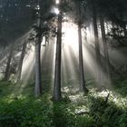 Sonne durch den Wald