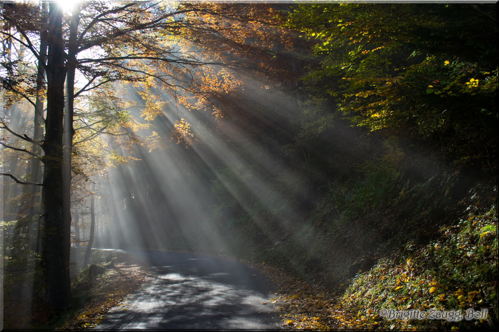 Sonne durch den Wald