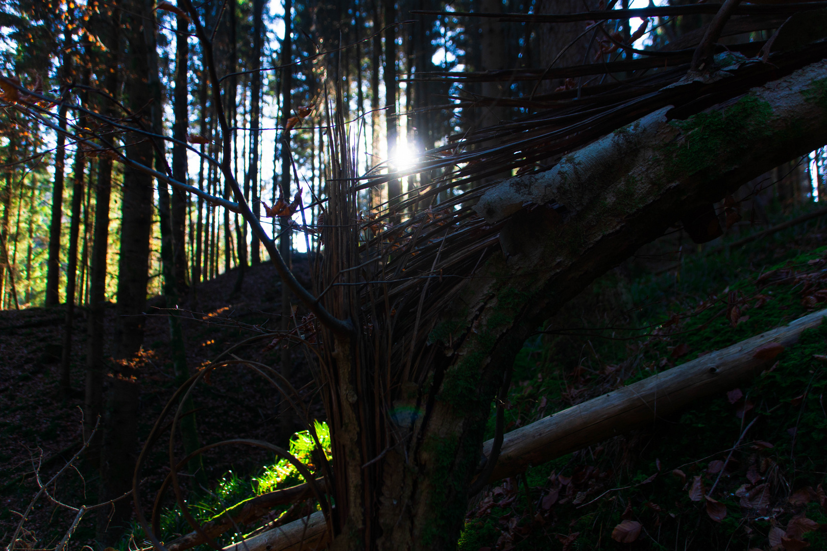 Sonne durch gebrochenen Baum