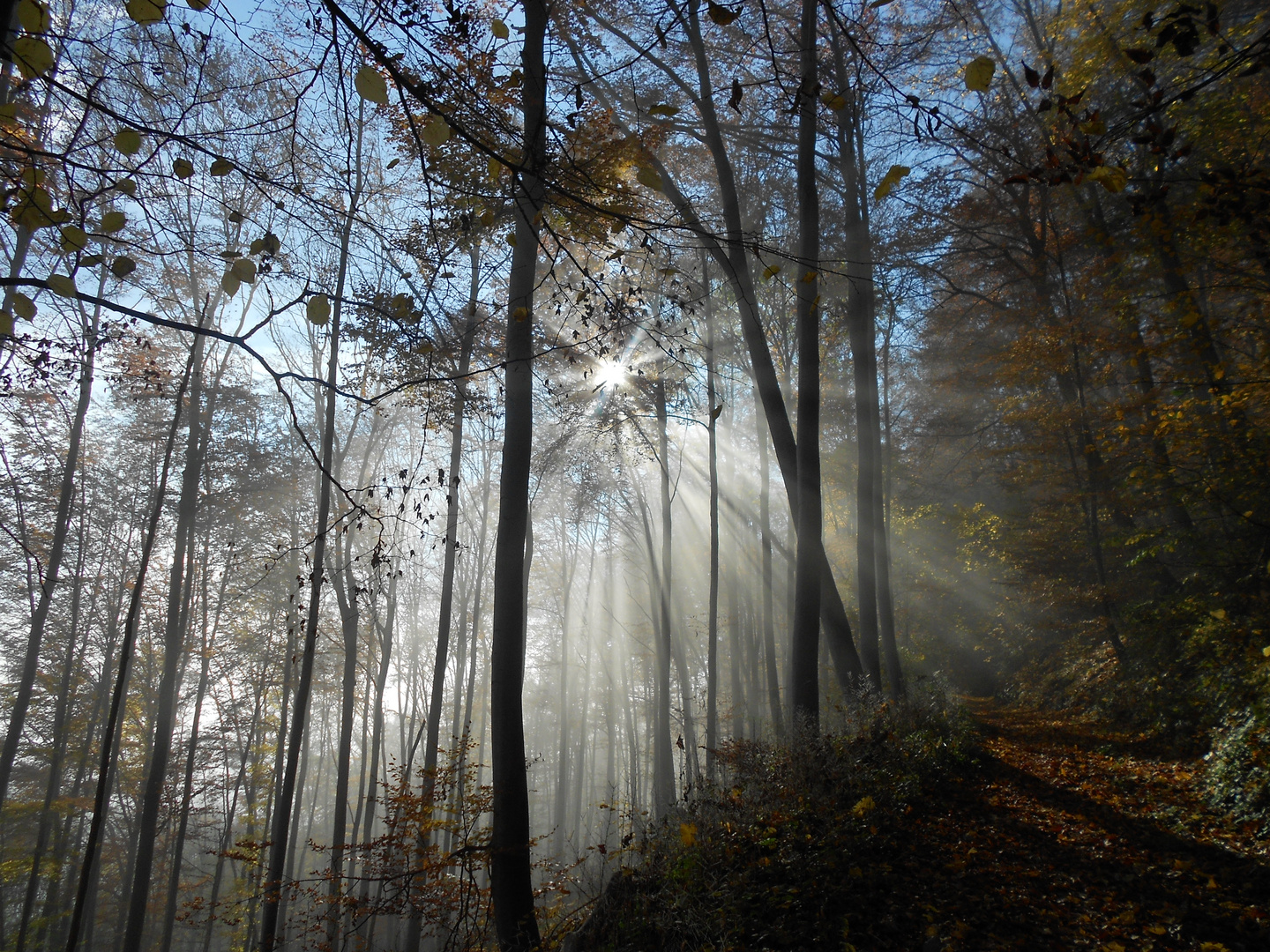 Sonne durchbricht den Nebel am Hang der Baßgeige