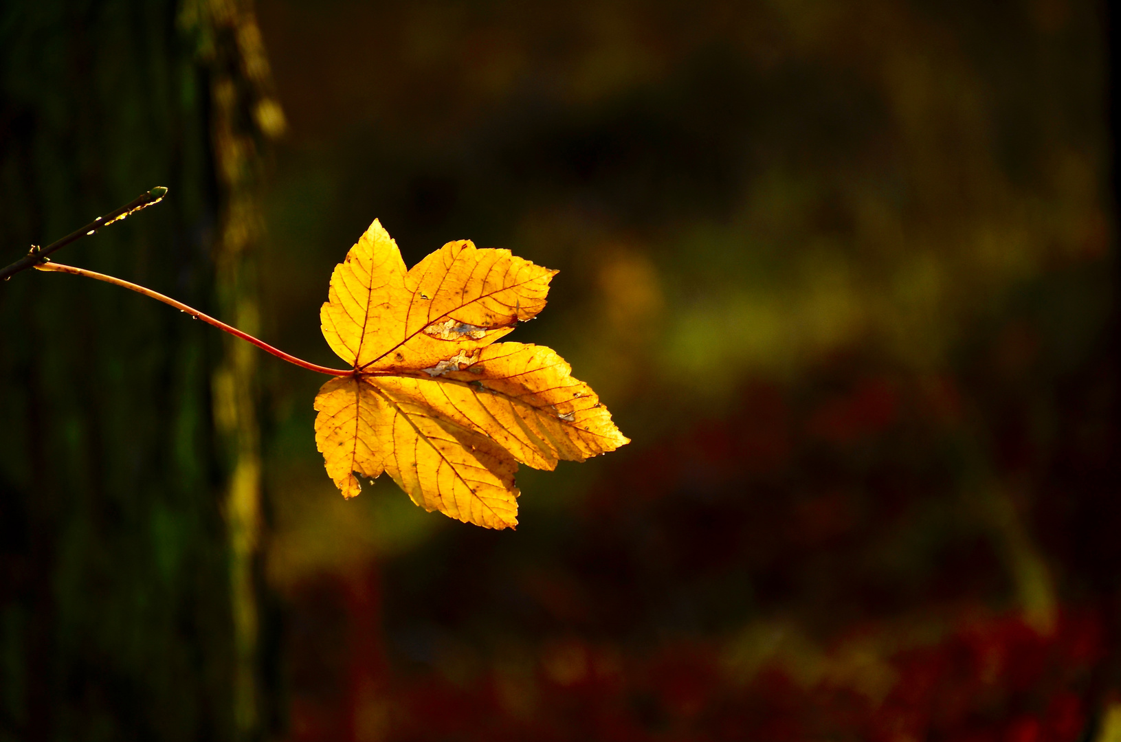 Sonne einfangen