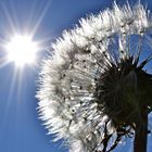 Sonne - Energie des Lebens...