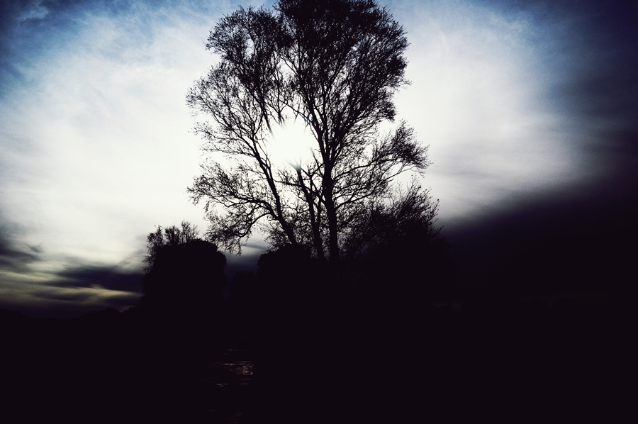 Sonne erleuchtet Baum