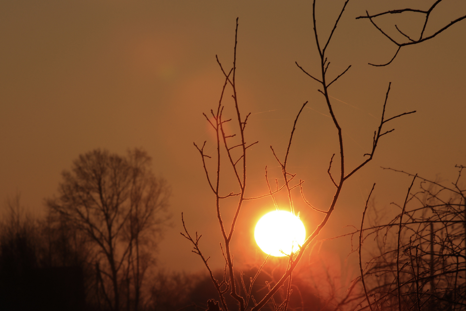 Sonne  f32,  Äste +++