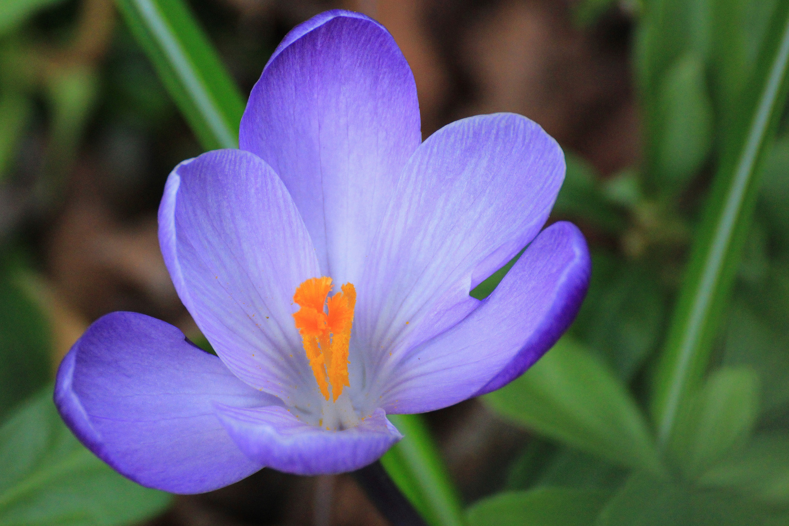 Sonne, Frühling... wieder Farbe im Garten...