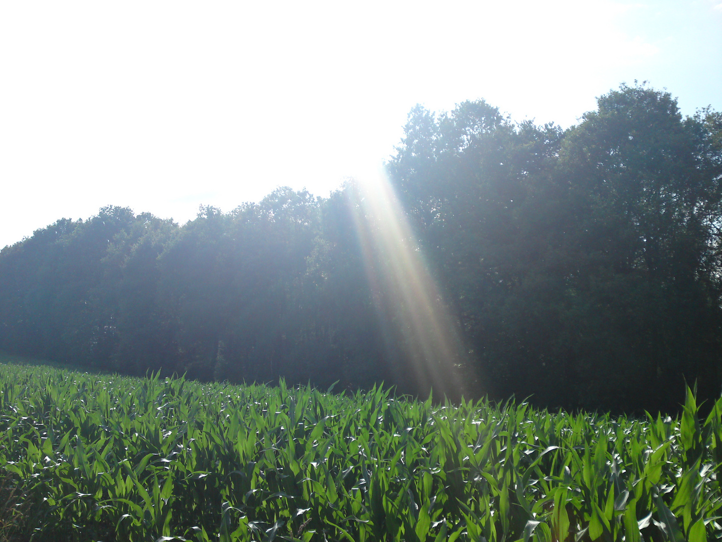 Sonne für das Feld