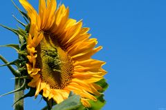 Sonne für die Sonnenblume